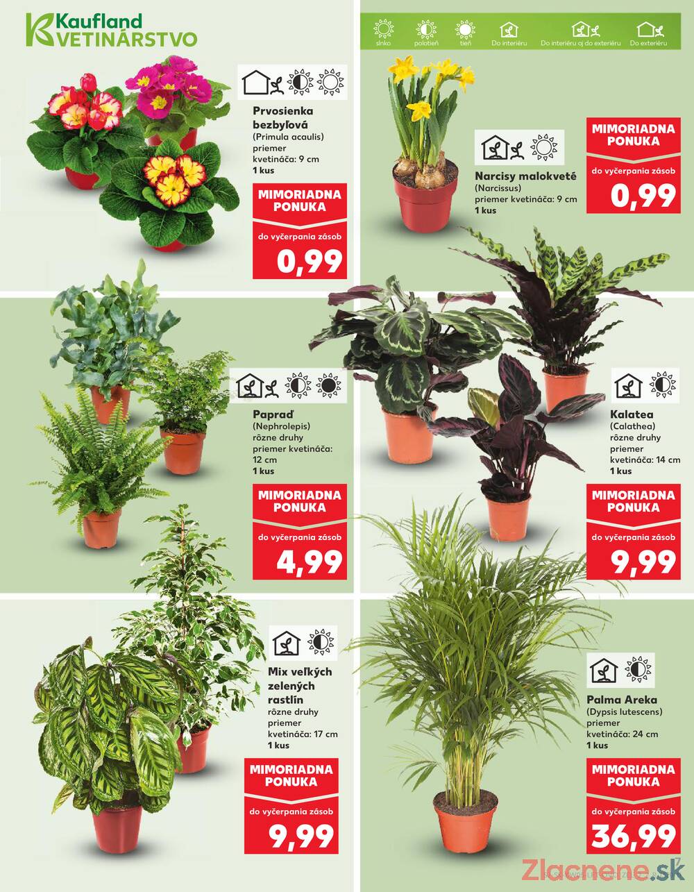Kaufland 29.1. - 4.2. - Kaufland Prešov - Sídlisko 3