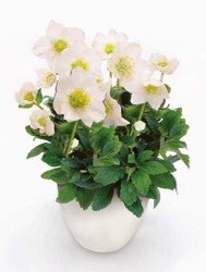 Čemerica čierna( Helleborus niger „CHRISTMAS CAROL“)