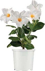 Dipladénia (Dipladenia sanderi )