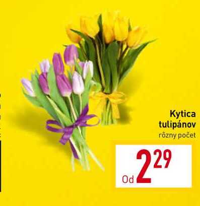 Kytica tulipánov rôzny počet 