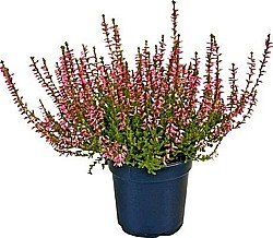 CALLUNA VULGARIS