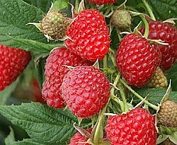 OSTRUŽINA MALINOVÁ (RUBUS IDAEUS)