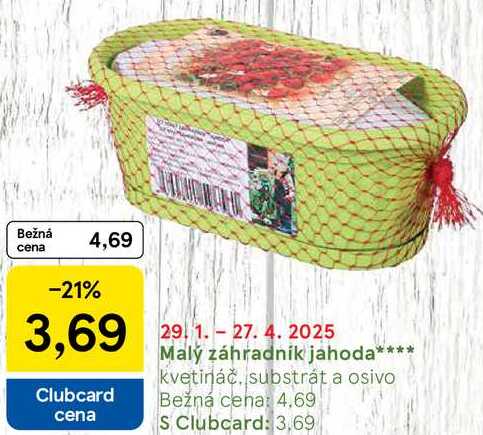 Malý záhradník jahoda