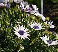 LÚČOVKA (OSTEOSPERMUM)