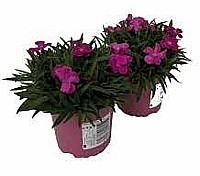 KARAFIÁT (DIANTHUS CARYOPHYLLUS)