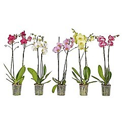 ORCHIDEA (PHALAENOPSIS)
