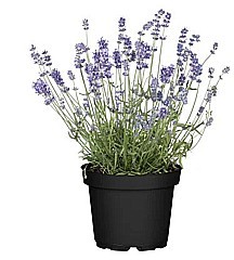 LEVANDUĽA LEKÁRSKA (LEVANDULA ANGUSTIFOLIA)