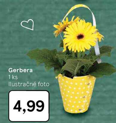 Gerbera 1 ks