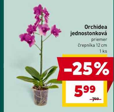 Orchidea jednostonková priemer črepníka 12 cm 