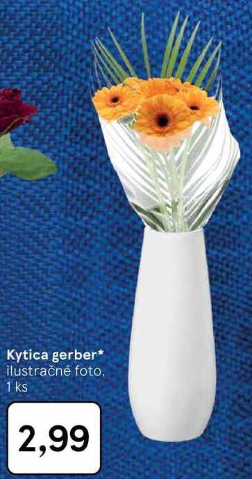 Kytica gerber