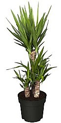 JUKA (YUCCA)