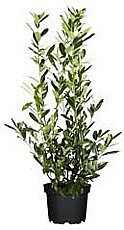 BOBKOVIŠEŇ LEKÁRSKA (PRUNUS LAUROCERASUS)