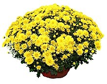 CHRYSANTHEMA ZÁHRADNÁ (CHRYSANTHEMUM MULTIFLORA)