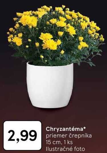 Chryzantéma