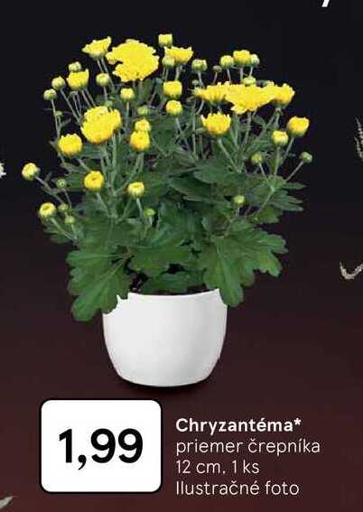 Chryzantéma priemer črepníka 12 cm