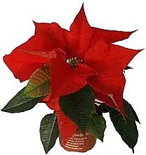 VIANOČNÁ HVIEZDA (POINSETTIA)