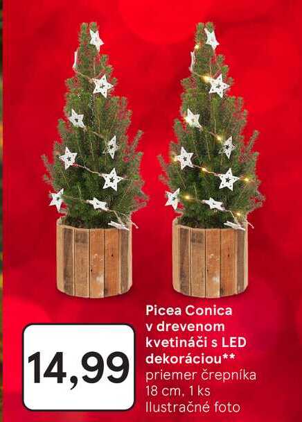 Picea Conica v drevenom kvetináči s LED dekoráciou