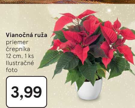 Vianočná ruža priemer črepníka 12 cm, 1 ks