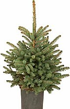 SMREK PICHĽAVÝ STRIEBORNÝ