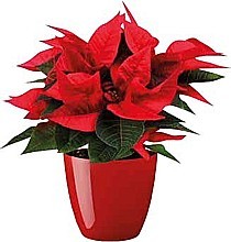 PRYŠEC NÁDHERNÝ „VIANOČNÁ HVIEZDA” (POINSETTIA)