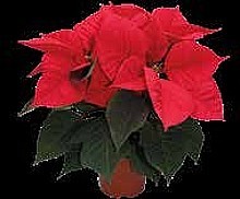 PRYŠEC NÁDHERNÝ „VIANOČNÁ HVIEZDA” (POINSETTIA)