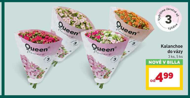 Kalanchoe do vázy 3 ks, 5 ks 