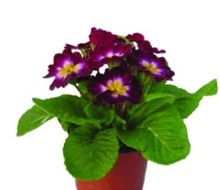 PRVOSIENKA BEZLODYŽNÁ (PRIMULA ACAULIS)