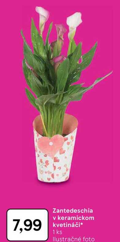 Zantedeschia v keramickom kvetináči 1 ks