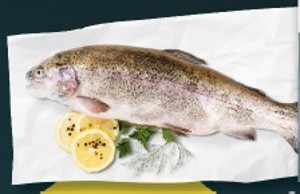 Rybárstvo Požehy Pstruh dúhový