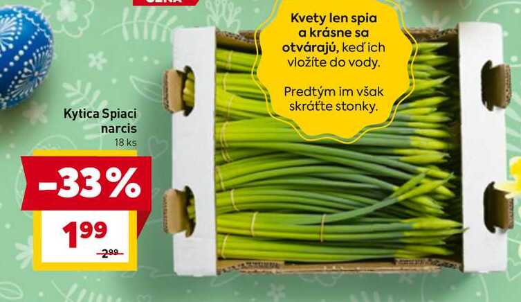 Kytica Spiaci narcis 18 ks