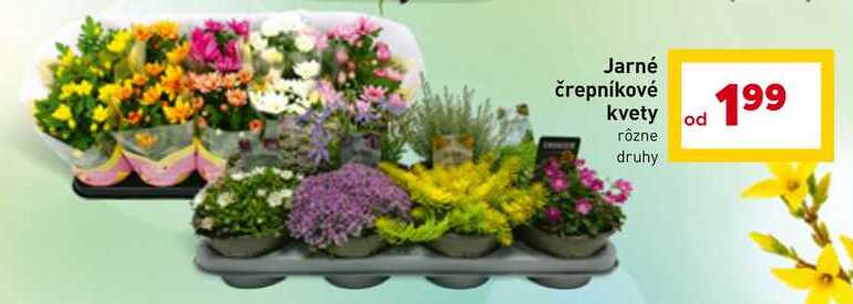 Jarné črepníkové kvety rôzne druhy