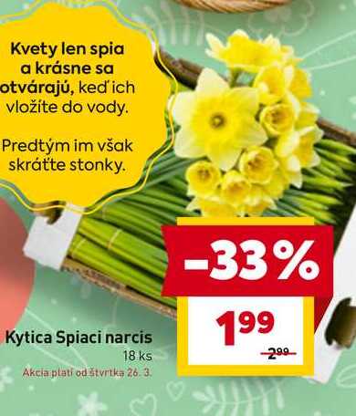 Kytica Spiaci narcis 18 ks 