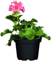 MUŠKÁT VZPRIAMENÝ (PELARGONIUM ZONALE)