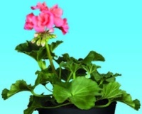 MUŠKÁT VZPRIAMENÝ (PELARGONIUM ZONALE)/