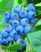 KANADSKÁ ČUČORIEDKA (VACCINIUM CORYMBOSUM)