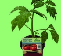 PARADAJKA TYČKOVÁ (LYCOPERSICON LYCOPERSICUM) "Tornado F1" pr. cca 9 cm. OBI č. 1029016