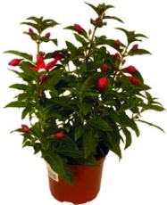 Fuchsia (Fuchsia) Bella