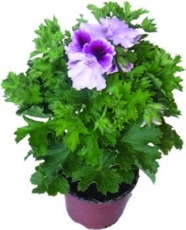Muškát veľ kokvetý (Pelargonium grandifl orum)