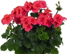 Muškát hybridný (Pelargonium interspecifi c)