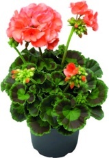 Muškát vzpriamený (Pelargonium zonale)