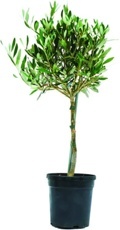 Olivovník evropský (Olea europaea) mini
