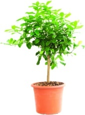 Citrus limonový (Citrus limon)