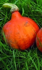 Tekvica Hokkaidó (Cucurbita pepo)