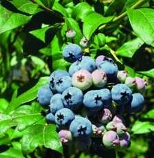 Čučoriedka chocholičnatá (Vaccinium cor. Berkeley)