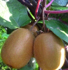 Kiwi lahodné (Actinidia deliciosa)