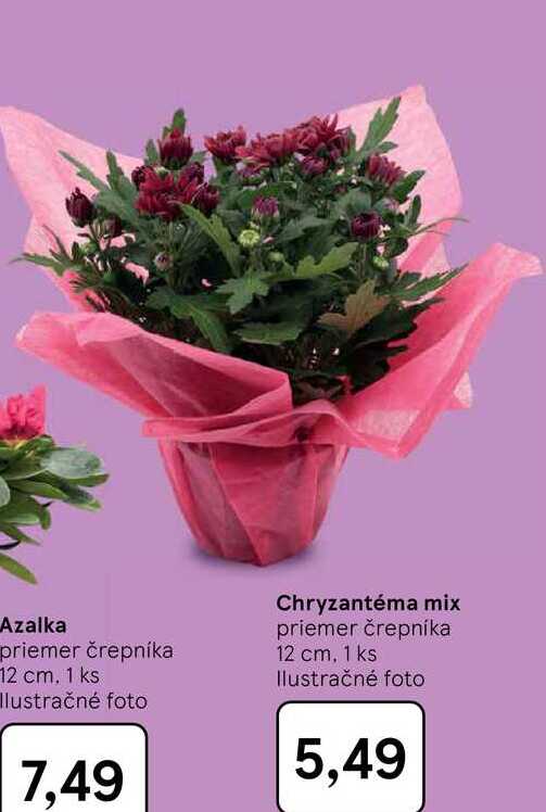 Azalka priemer črepníka 12 cm, 1 ks 