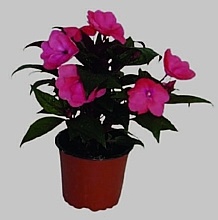 NETÝKAVKA HAWKEROVA (NEW GUINEA IMPATIENS)