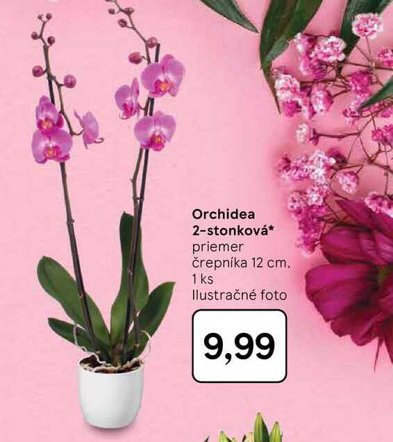Orchidea 2-stonková priemer črepníka 12 cm 1 ks
