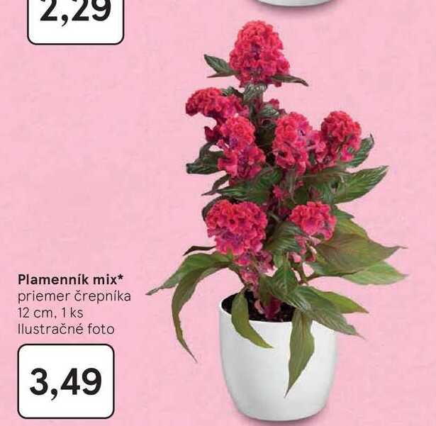 Plamenník mix priemer črepníka 12 cm, 1 ks 
