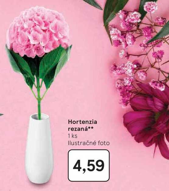Hortenzia rezaná 1 ks 